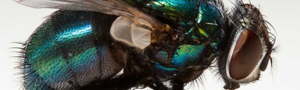 Fly Shot with Adaptalux