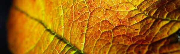 Autumn Leaf shot with Adaptalux