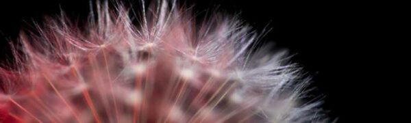 Dandylion Lit with Adaptalux