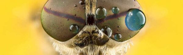 Fly Macro Photography