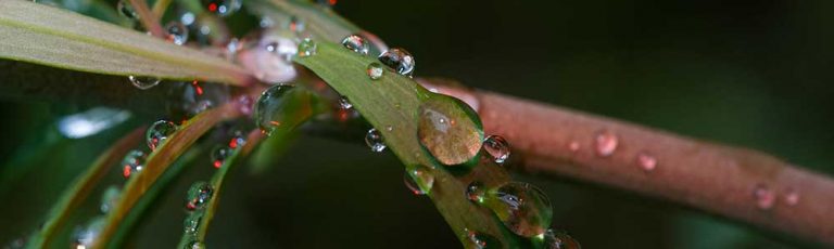 Water Droplet on a leaf