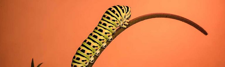 Catapillar with Adaptalux