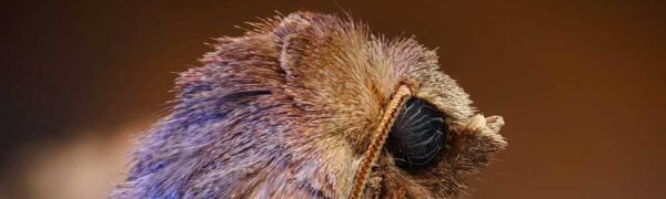 David Scott Robson Moth