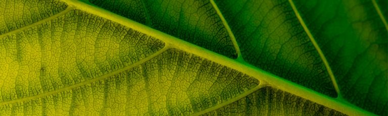 An Introduction to Continuous Macro Lighting