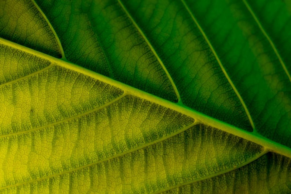 Yellow and Green shot with adaptalux macro lighting