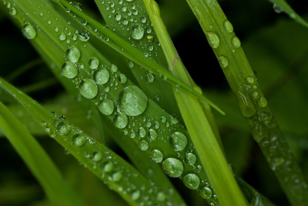 Water Droplets on Grass