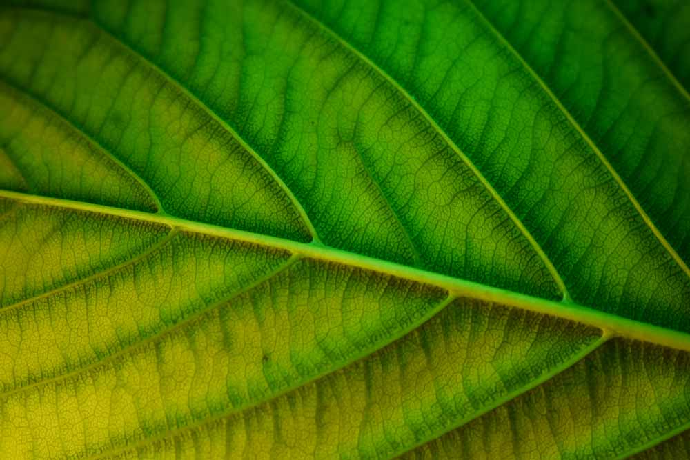 Yellow & Green Leaf