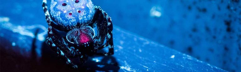 Getting Started with UV Fluorescence photography