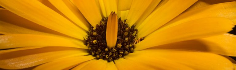 Macro Photography Lighting