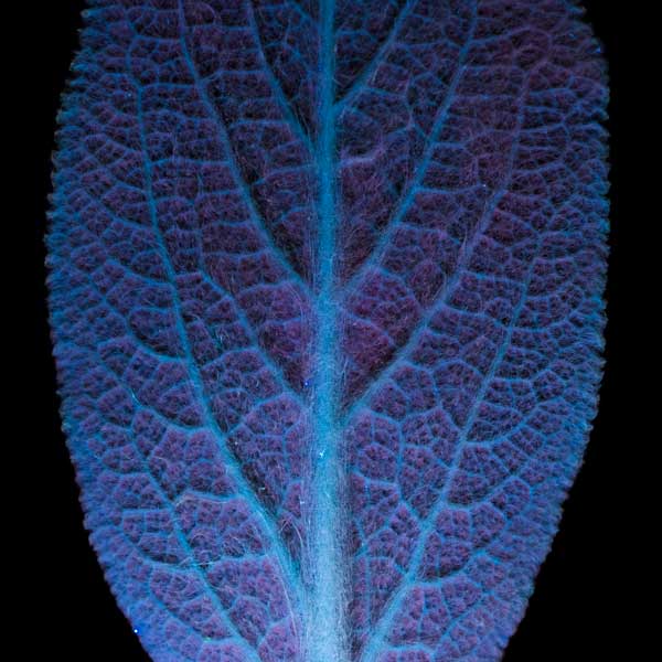 Induced Fluorescence in a leaf