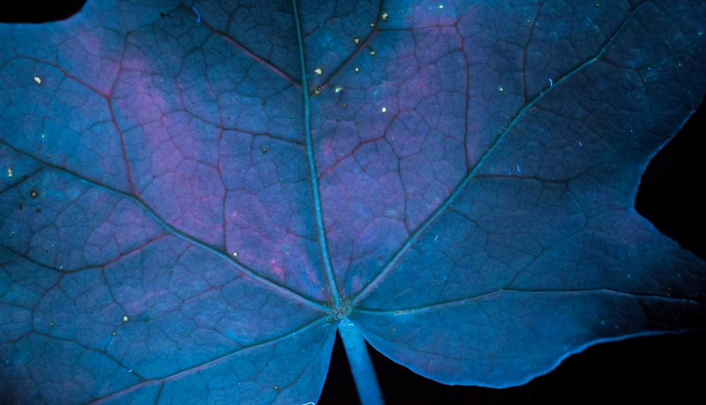 Leaf - UV Photography