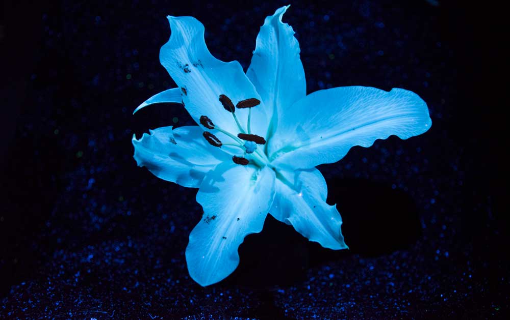 UV - White Lilly