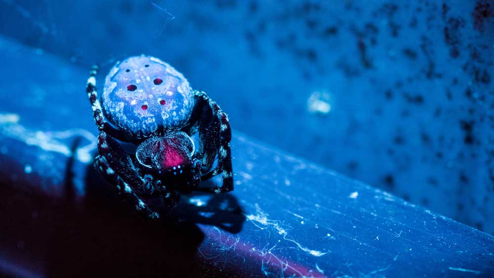 Spider Shot using Adaptalux UV lighting arms