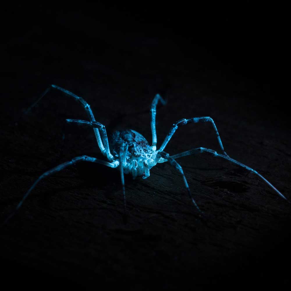 UV Spider Photography