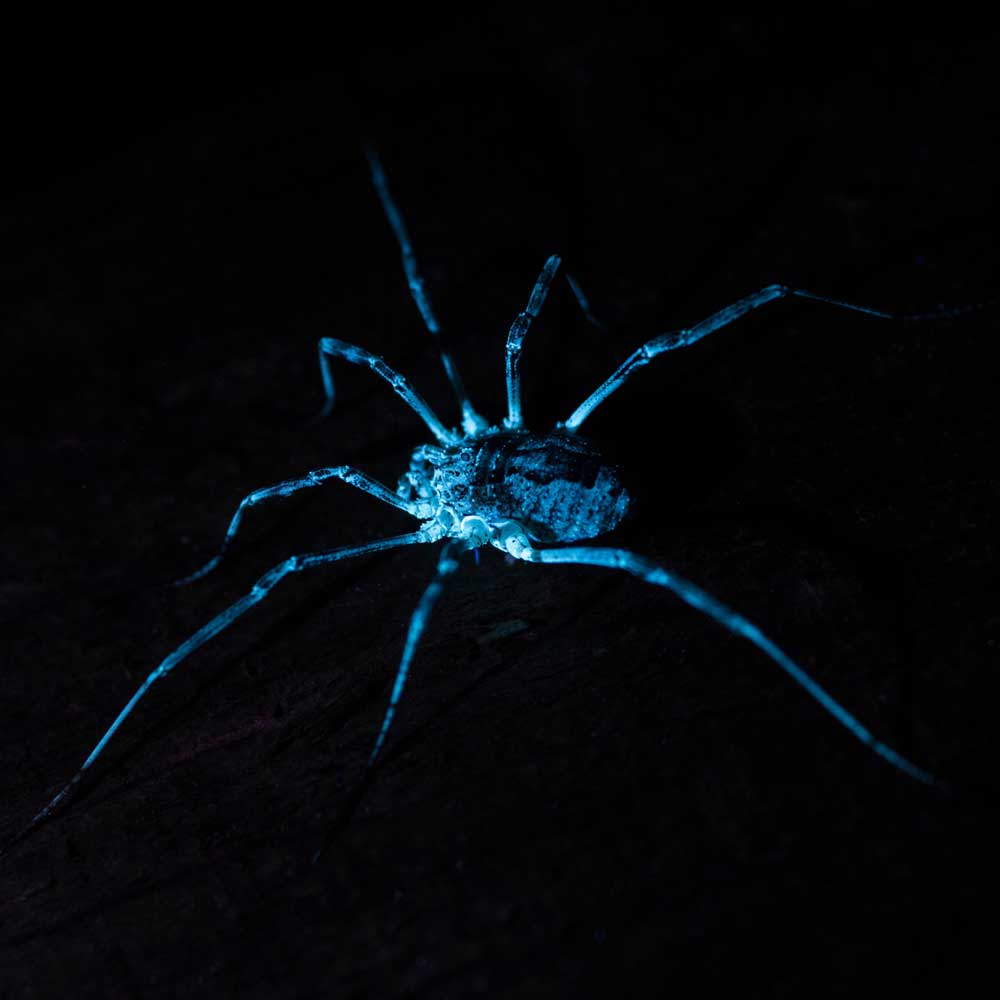 UV Spider photography