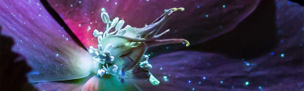 Don-Komarechka-photography Don Komarechka photography