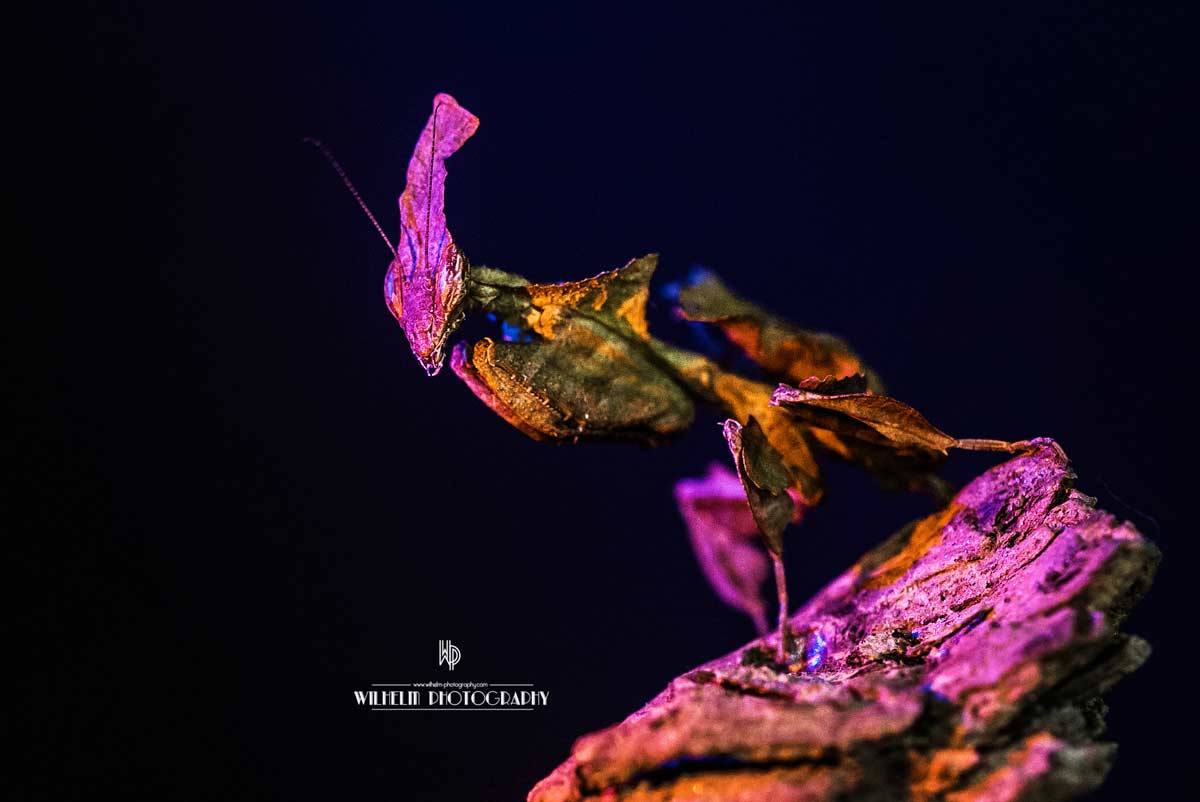 Mantis Macro Photography