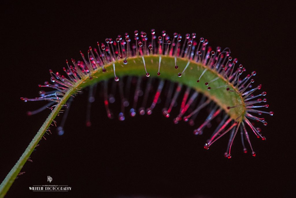 Tonya Wilhelm - Water drop photography