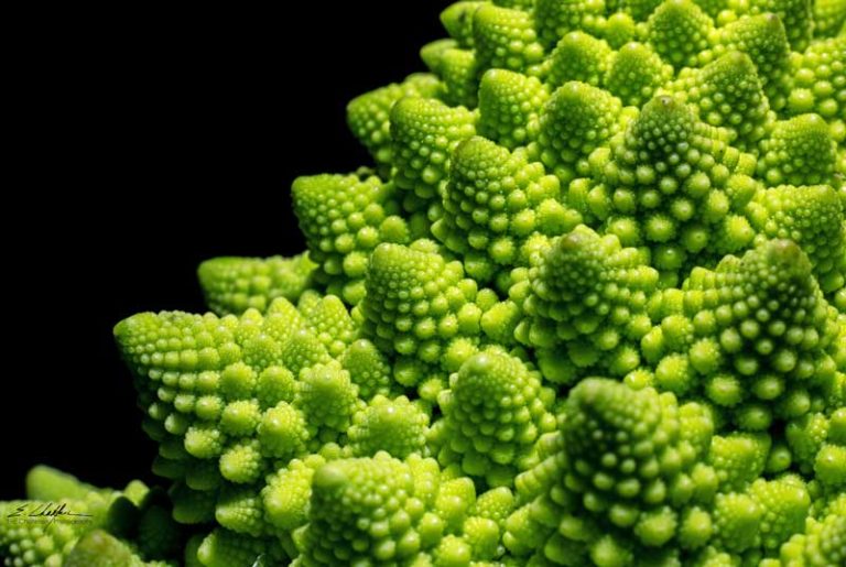 Indoor Macro Photography -Tips and Ideas - Adaptalux.com