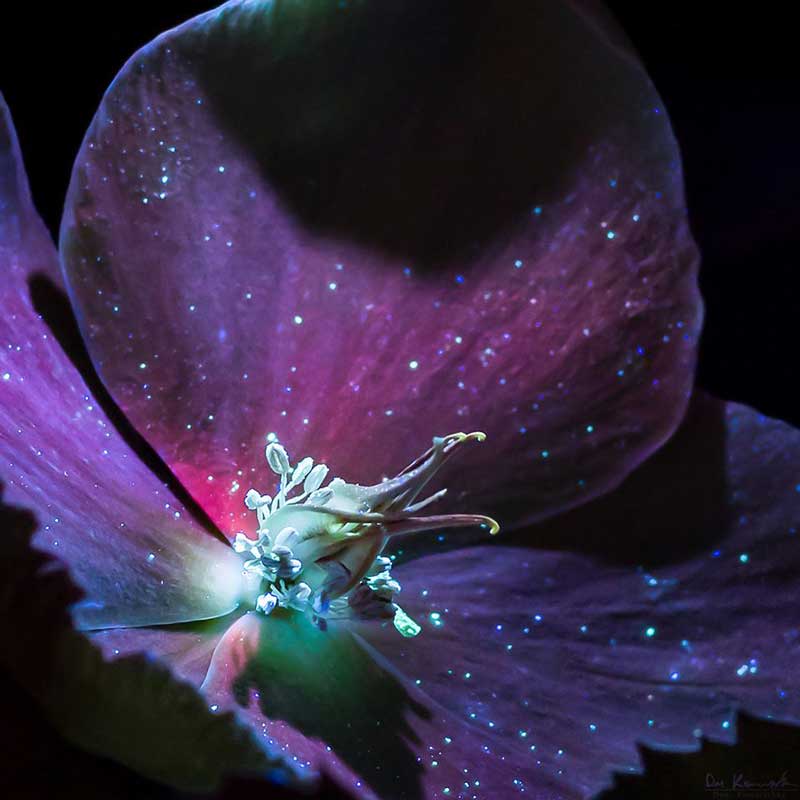 Macro photography ideas ultraviolet plant