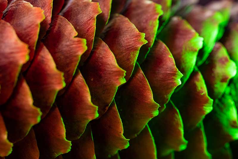 Macro Pine Cone Photography Tutorial Red and green