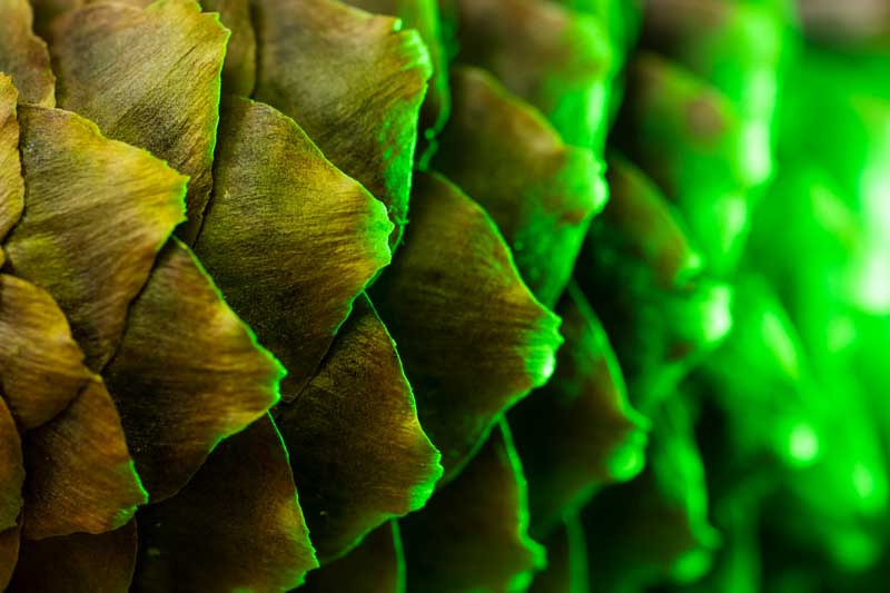 Macro Pine Cone Photography Tutorial