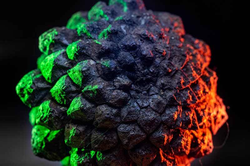 Macro Pine Cone Photography Tutorial