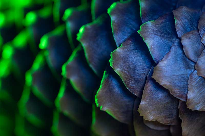 Macro Pine Cone Photography Tutorial