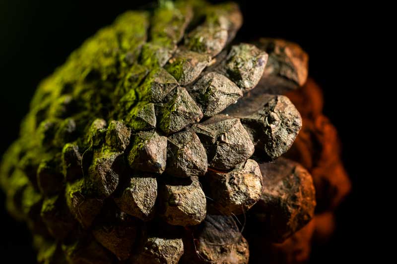 Macro Pine Cone Photography Tutorial