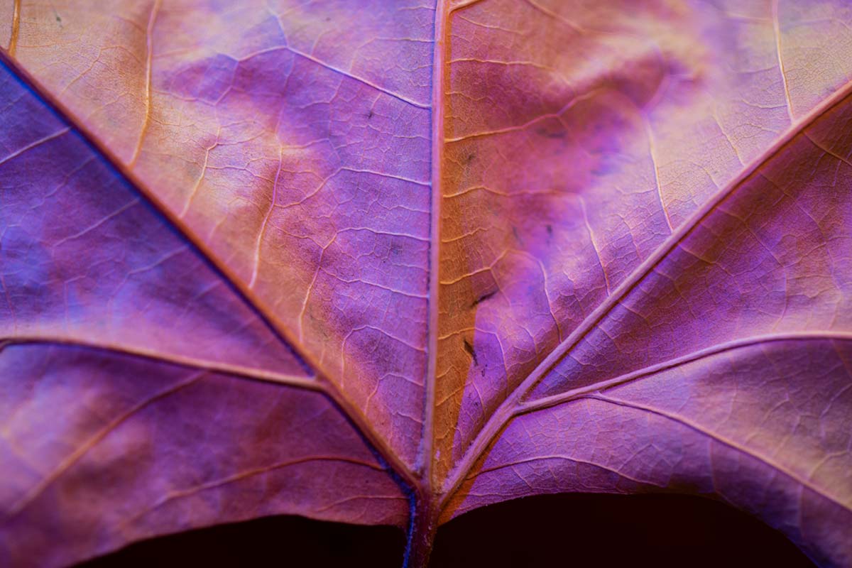 Leaf Macro Photography Tips & Tricks 