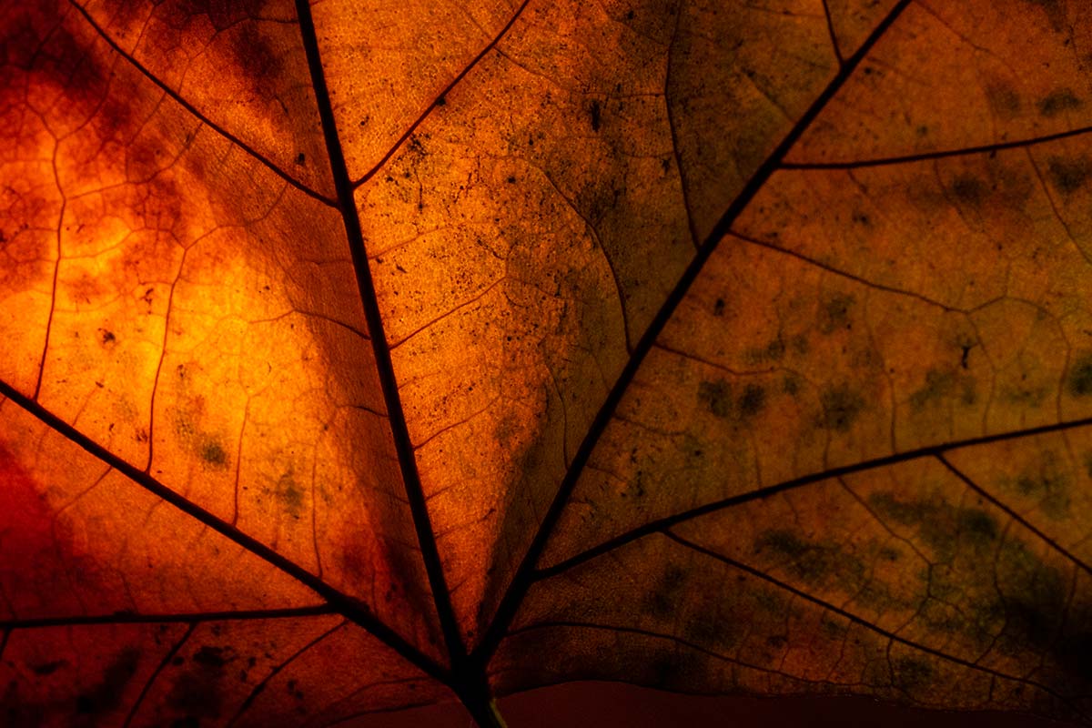 Dried Leaf macro photography