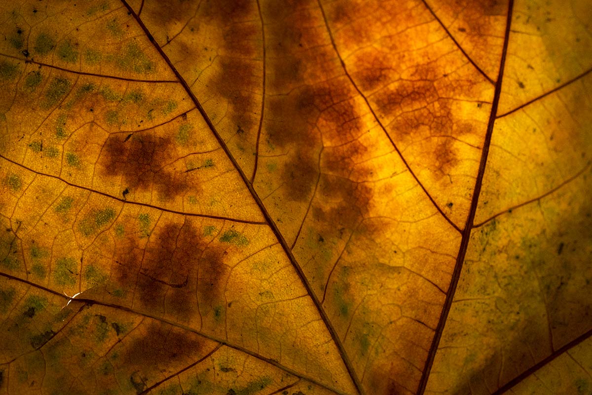 Dried leaf macro photography tips