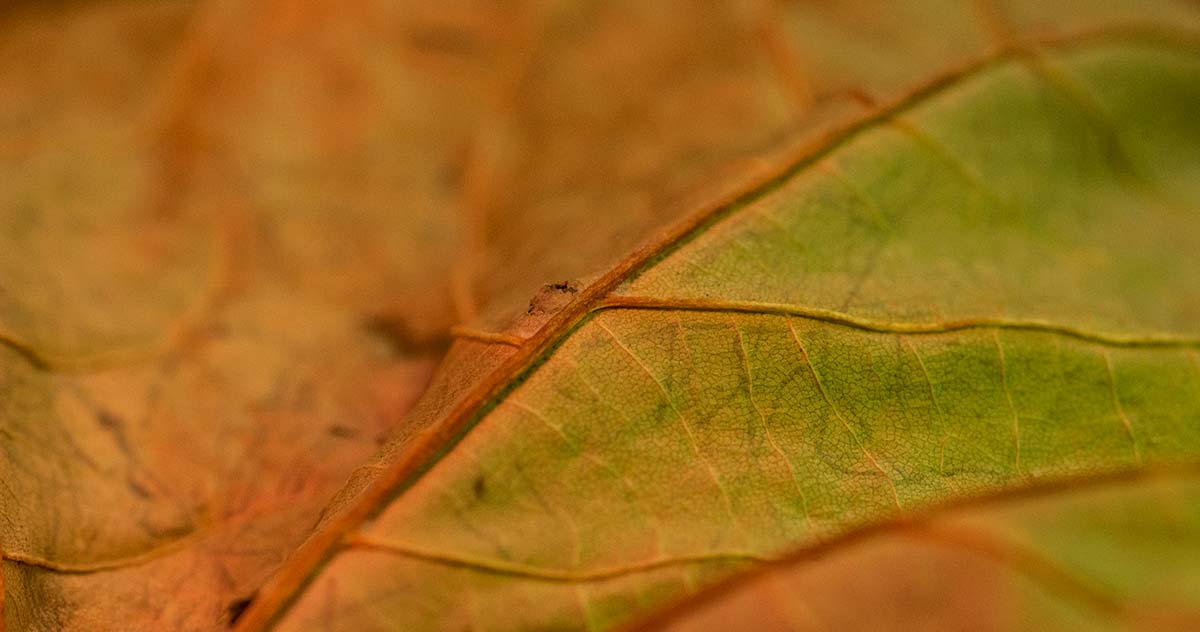 Dry Leaf macro photography