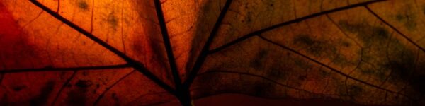 Leaf macro photography