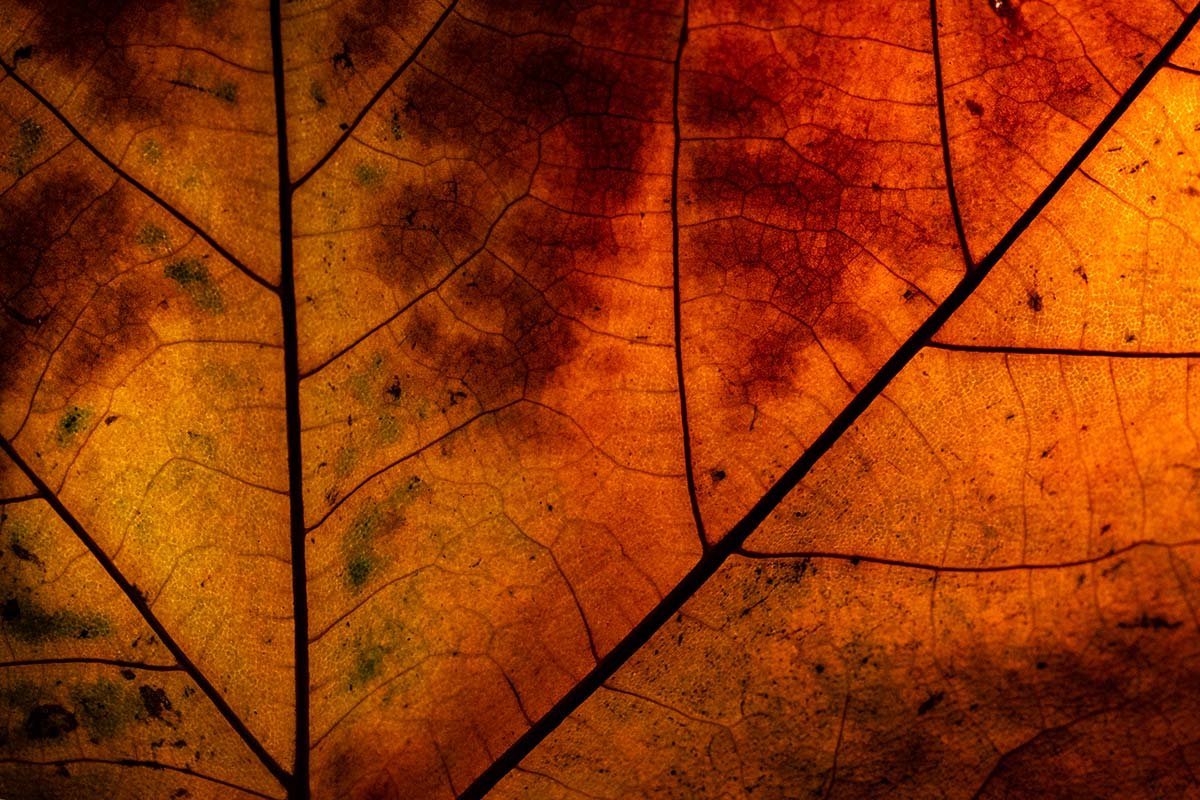 Dried Leaf Photography