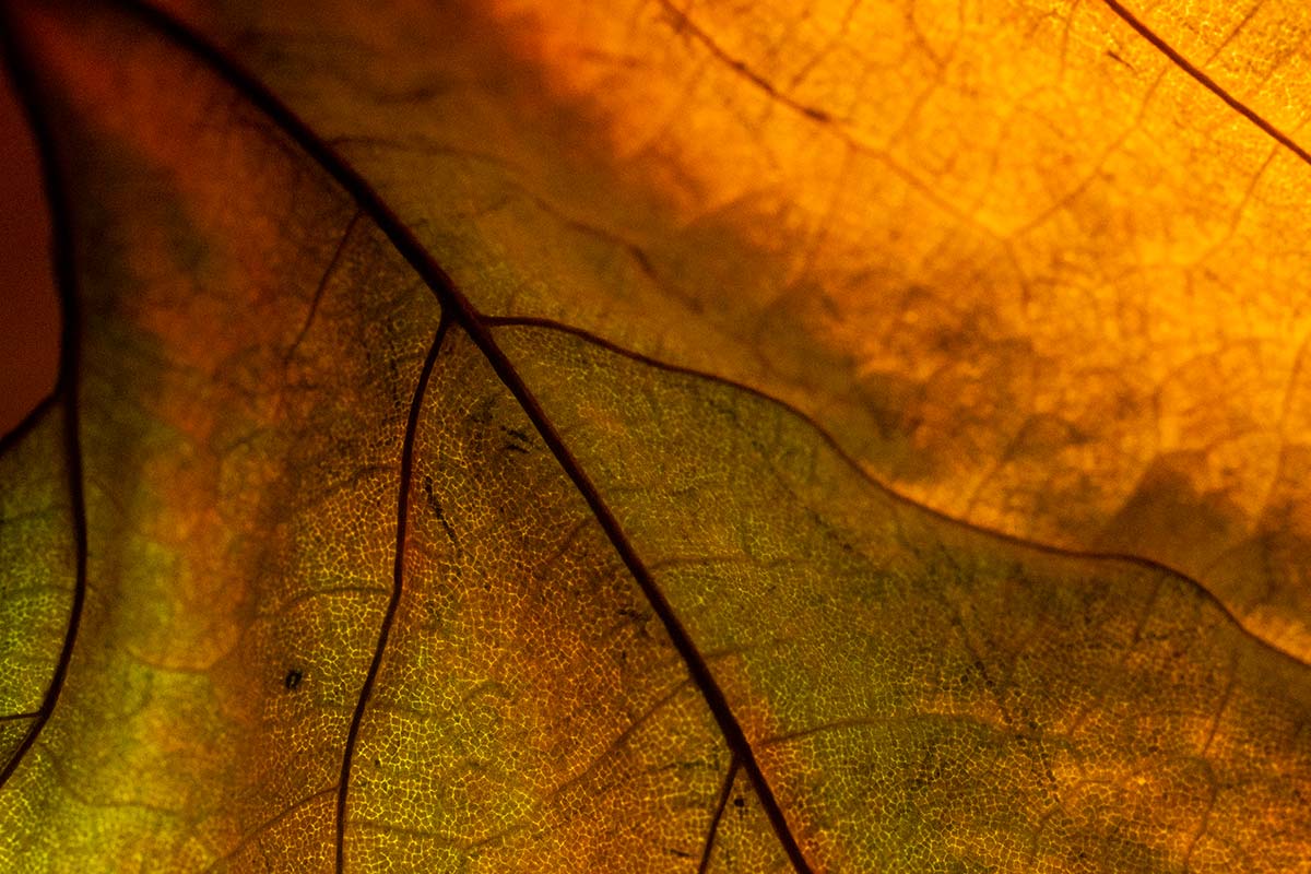 leaf macro photography