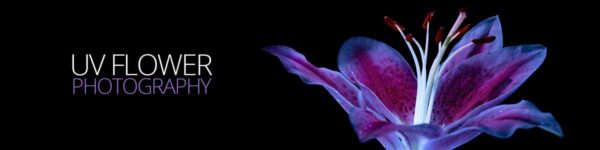 Shooting Fluorescent flowers