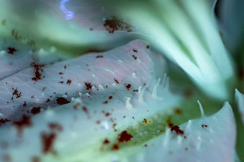 Close up Ultraviolet flower photography