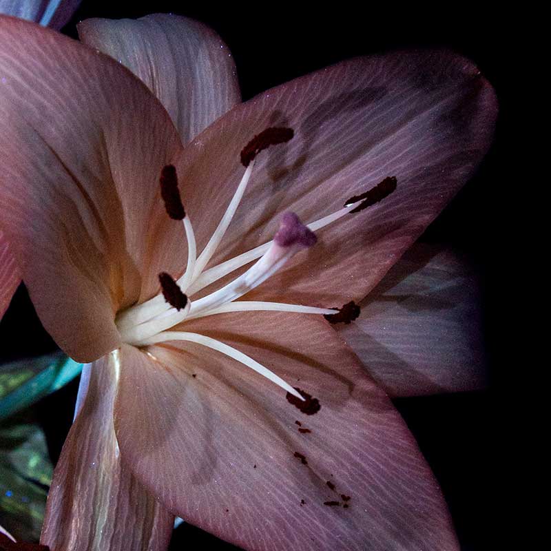 UV fluorescence flower photography