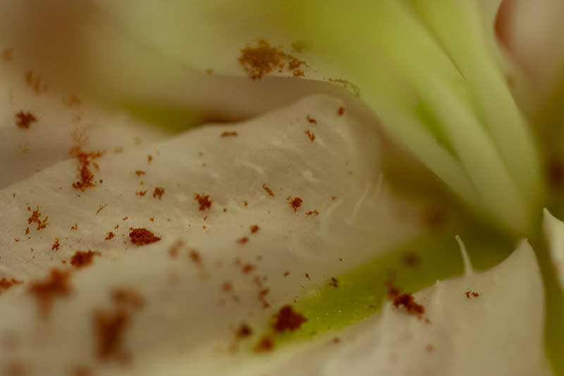 Close up flower photography