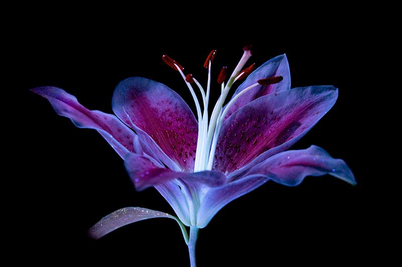 Pictures: Flowers Glow Under UV-Induced Visible Fluorescence