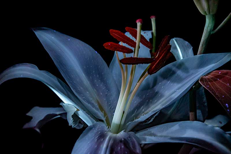 fluorescent flowers uv photography