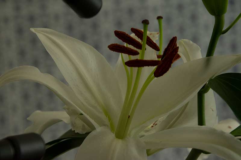 White lilly before UV light