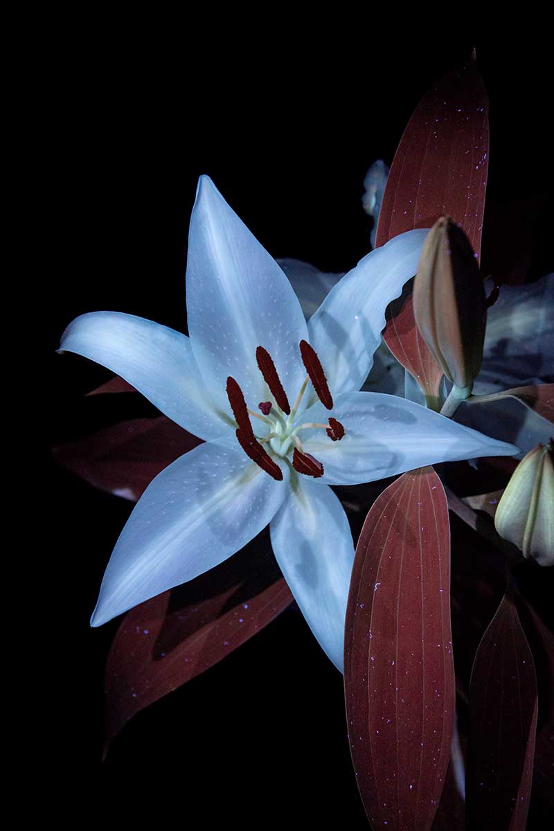 UV fluorescent flower photography