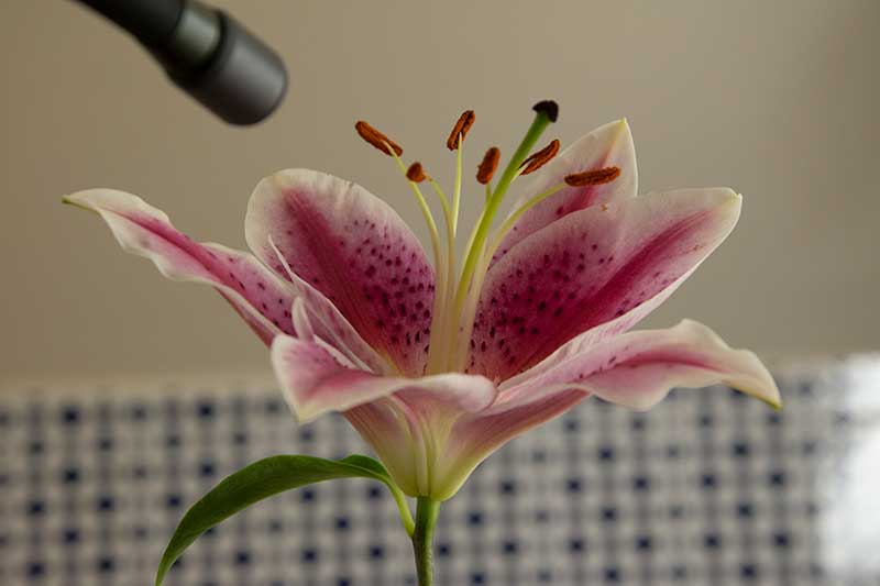 Pictures: Flowers Glow Under UV-Induced Visible Fluorescence