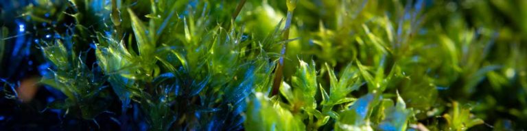 Moss Photography Tutorial