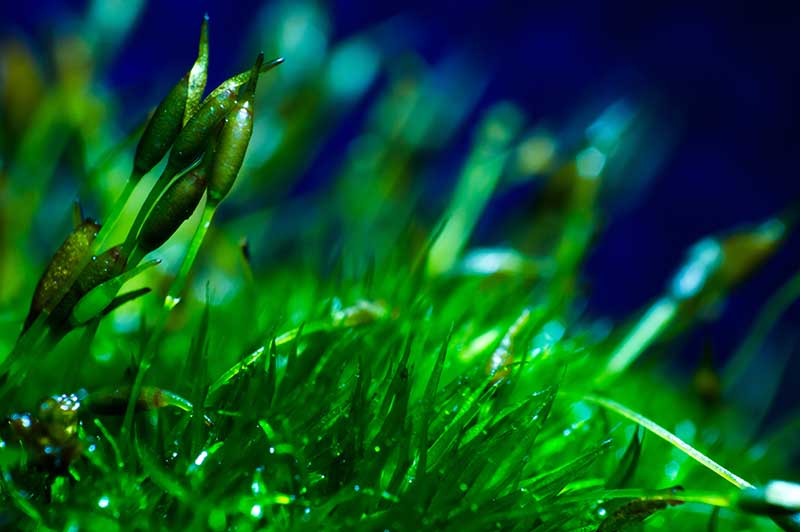 Moss macro photography