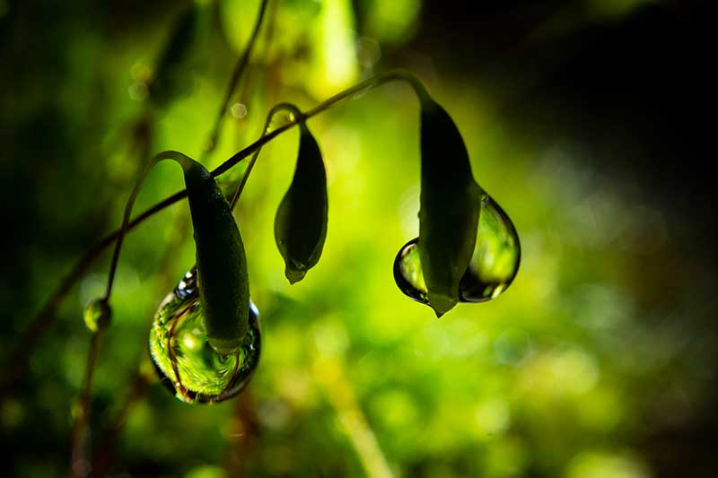 Moss water droplet photography