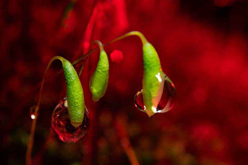 Water droplets on moss