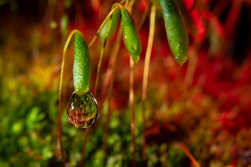 Moss photography red lighting